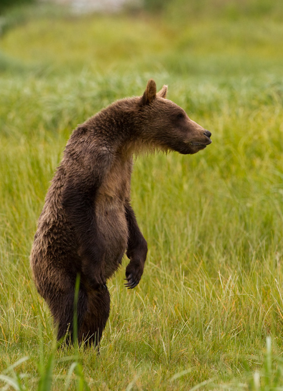 Standing Grizzly Cub
